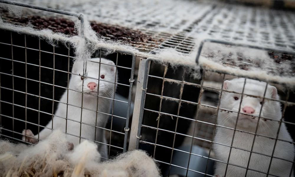 Δανία: Τα βιζόν που θανάτωσαν λόγω κορονοϊού «βγήκαν» από τον τάφο